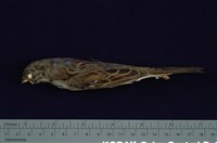 藏品(黑臉鵐)的圖片